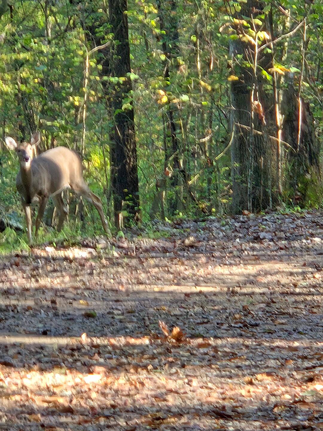 Our deer seeing off when we left our cabin