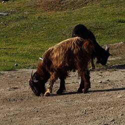 Die hauseigenen Ziegen