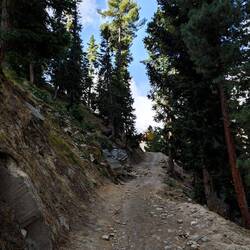 Durch schönen Kiefernwald