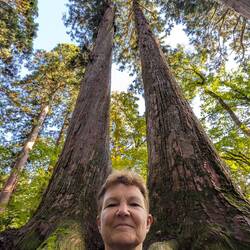 Die uralten Zedern sind riesig