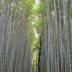 Arashijama Bambuswald