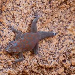 Zwischen den Felsen: ein Gecko - Bradfiels Namib- Taggecko ( Rhoptropus bradfieldi)