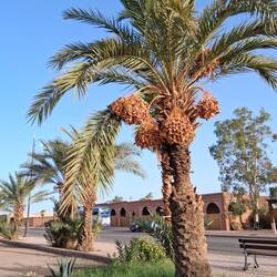 Dattelpalme
