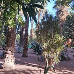 Der Majorelle-Garten