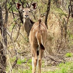 Kudu