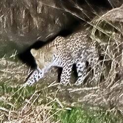 Leopard