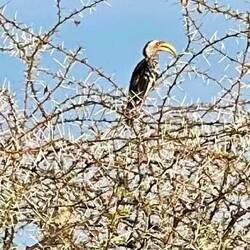 Hornbill