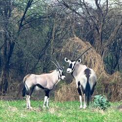 Oryx