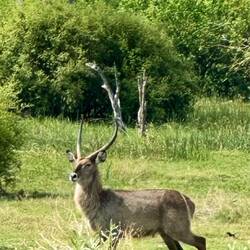 Wasserbock