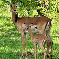 Impala mit Baby und Madenhacker