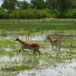 Moorantilope