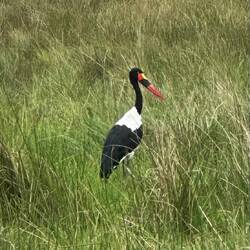 Sattelstorch