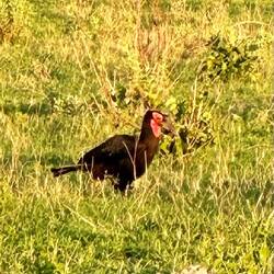 (Riesen)Boden Hornvogel