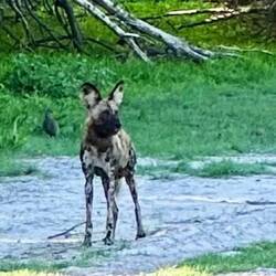 Wildhunde (18er Gruppe)