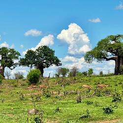 Baobabs