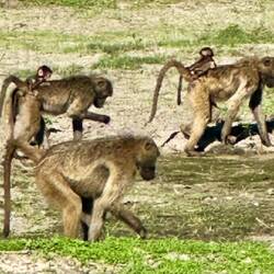 Pavian-Babies reiten auf den Müttern