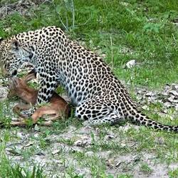 Leopard spielt mit seinem Essen, einem frisch geborenen Impala
