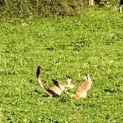 Afrikanischer Springhase hüpfen und kämpfen