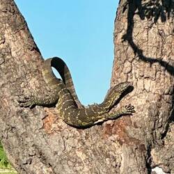 Water Monitor Lizard