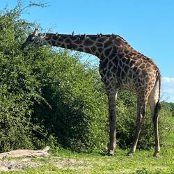 15 Madenpicker auf einem Giraffenhals