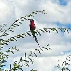 scharlachroter Bienenfresser