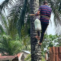 Palmweinhersteller