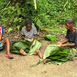 Blattschindeln (Maranta) werden sm Stiel geschlitzt zum Einhängen