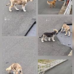 Schleusenhunde