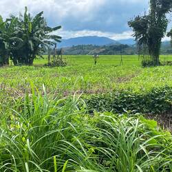 Orderly crops on the hillside