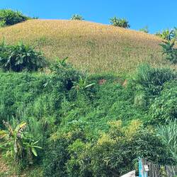 Corn growing on a very steep hill