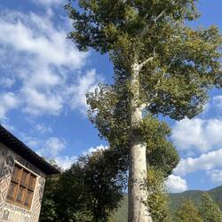 350-year old plane trees in palace yard