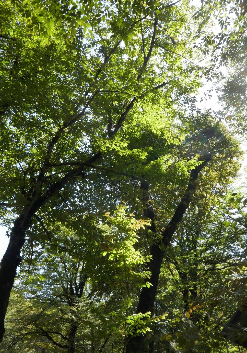 First real forest for many weeks