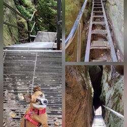 Herausforderung für das Mensch-Hund-Team