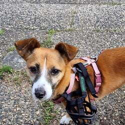 Der Hund von Baskerville