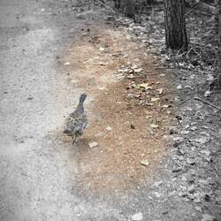 One of the pheasants we spotted