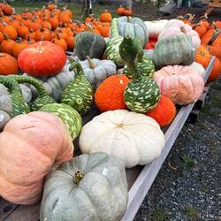 Stopped to shop at a real Farmer Market-lots of pumpkins and gourds