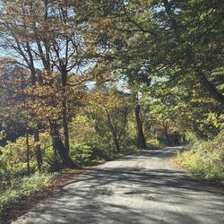 Fall color on the gravel road