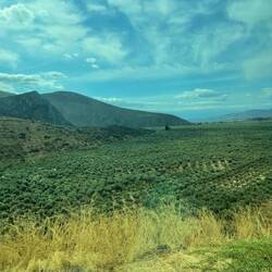 Olive trees