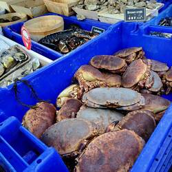 Hummer, Krebse und natürlich Austern und andere Muscheln