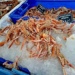 Hummerkrabben...die hab ich seit Anholt nicht mehr gesehen