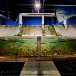 Im Aquarium nachgestellt