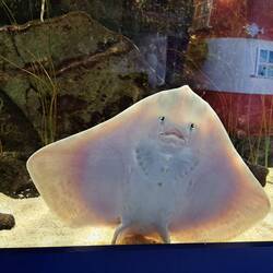 Den Rest des Aquariums hätte ich mir echt schenken können. Der Kollege war süss...