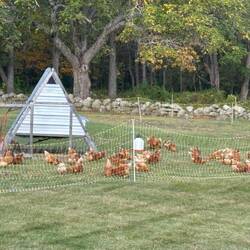 Beside buying maple syrup, we bought eggs from free range chickens