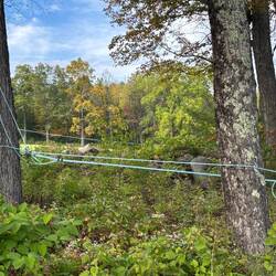 Lines through the maple trees.