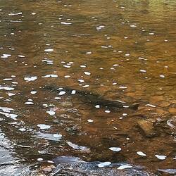 Chinook Salmons = Königslachse