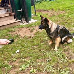 Molly, unser Cottage-Hund