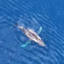 Baleine devant la baie de Cook