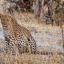 The Leopard that was kind enough to pose for us, unlike his Etosha cousin where we only got the tail