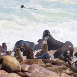Zwergpelzrobbenkolonie am Cape Cross