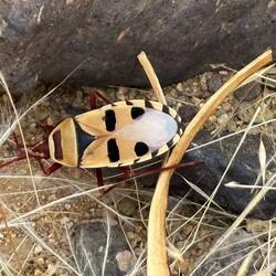 hübsche Wanze, die für die Bestäubung wichtig ist